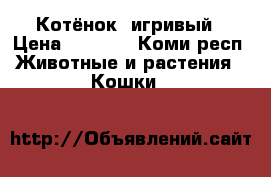 Котёнок  игривый › Цена ­ 1 000 - Коми респ. Животные и растения » Кошки   